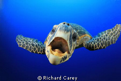 This Hawksbill Turtle swam right up to me and my companio... by Richard Carey 